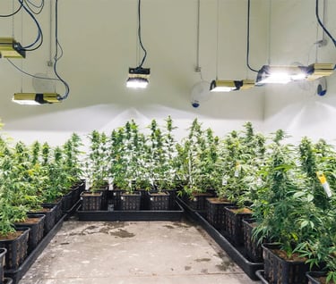 Cannabis at home