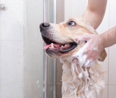 Clean in a shower. Dogs shake!
