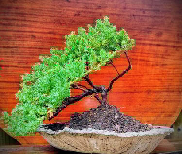 1 Juniper bonsai tree in front of wood grain
