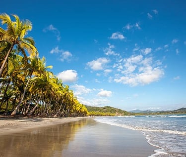 a beach with palm trees and a blue sky