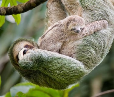 sloth hanging from a tree branch