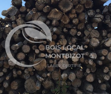 tas de troncs coupés