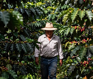 A vertical shot of a South American / Latin worker in a traditional hat walking through a dense, lush coffee grove, sunlight filtering through the canopy of green leaves and brown branches, high contrast and authentic.