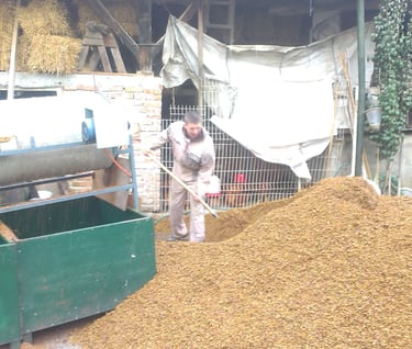 Prvo prosijavanje sjemenki grožđa - naš početak