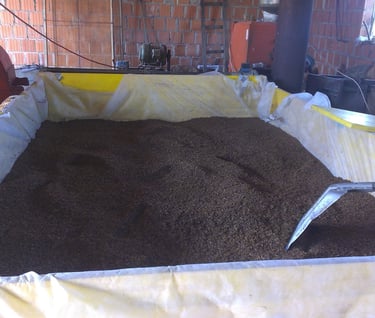 Prvo sušenje sjemenki na niskoj temperaturi u sušari za kukuruz