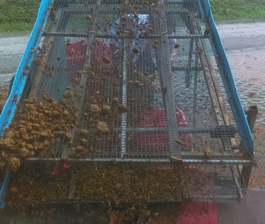 Improvizirano sito za prosijavanje komine