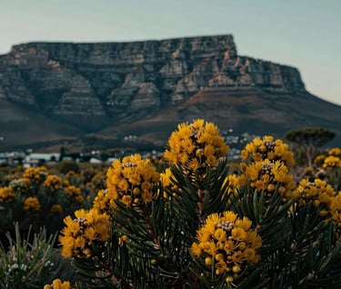 A stunning nature photograph of South African Fynbos flowers in the foreground, with the iconic Table Mountain silhouette under a soft evening sky of muted teal. Captures the beauty of the natural world with professional artistry.