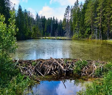 beaver-dam-removal image 1