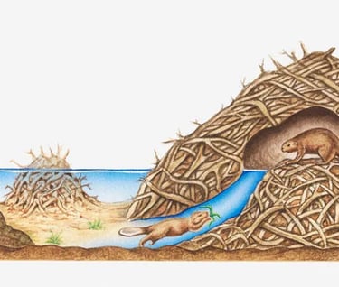 beaver-dam-removal image 2