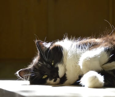 Onyx, the Cutest