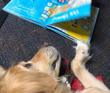 Tender Paws Therapy Dog laying on carpet with open book at its nose.