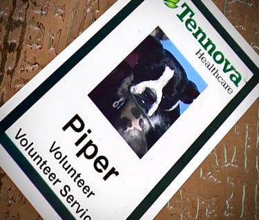 Tennova Volunteer ID badge with a phot of Therapy Animal Piper