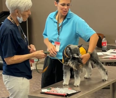 Tender Paws member practicing an initial screening on a schnauzer.