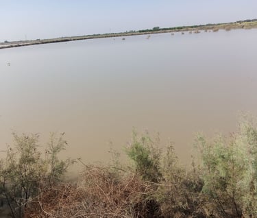 Fish Farm