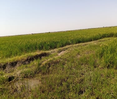 side view of our rice field