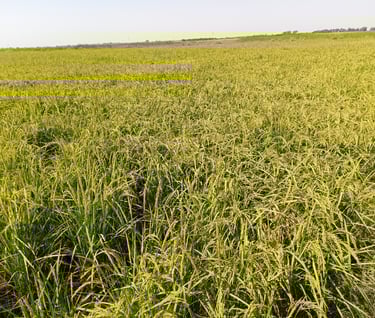 Rice Crop