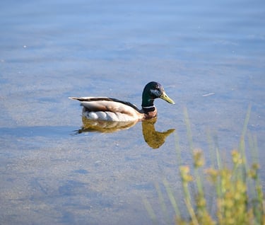 a duck in the water with a long beak