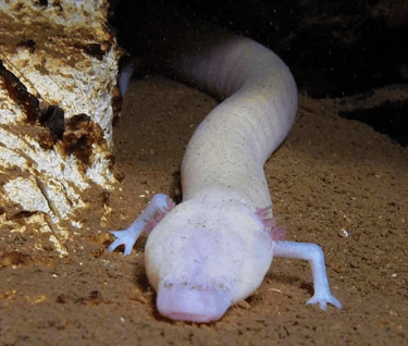 (Foto: Balázs Lerner & Gergely Balázs, Caudata Cave Research Group)
