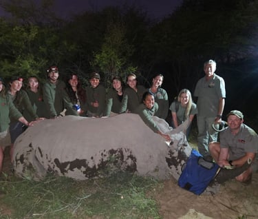 Canadian students with Drs Erik and Ellen with a rhino bull after placing a tracking leg collar