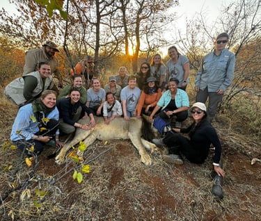 Students posing next to an immobilized male lion