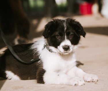 chien chiot border collie ecurie