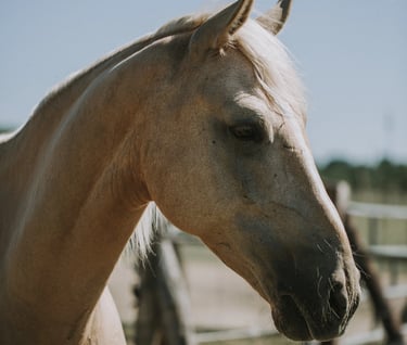 portrait cheval palomino PRE