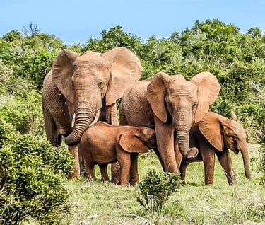 A Group of Elephants in the Tai National Park in Ivory Coast