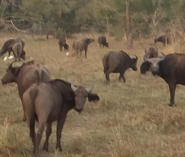 Sarakawa Wildlife Park in Togo