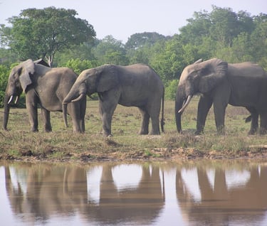 A group of Elephant in Mole National Park in Ghana