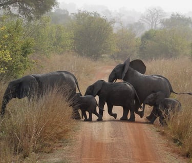 Elephants in Pendjari Wildlife Park in Benin