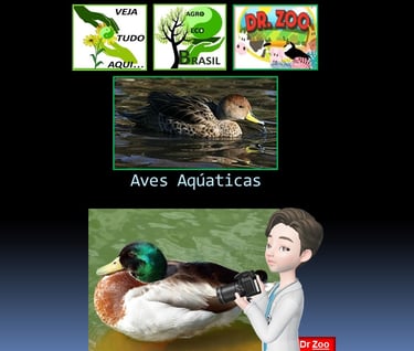 Aves aqúaticas