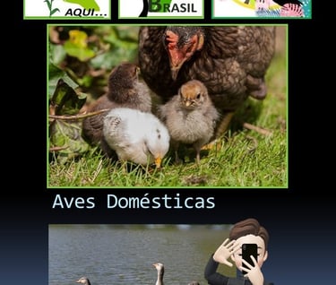 Aves Domésticas