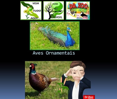 Aves Ornamentais