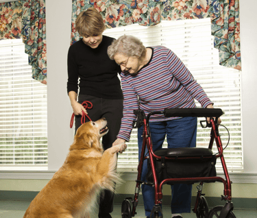 walking aids for the elderly