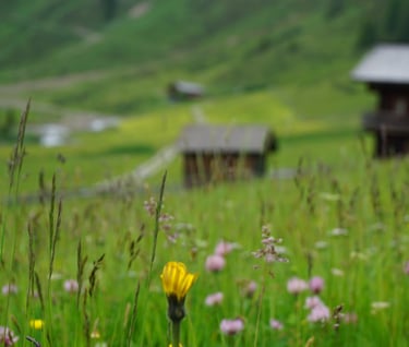 a field with a small yellow flower in the foreground