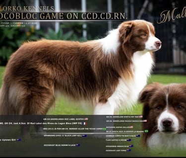 rench bloodlines chocolate and white border collie stud dog 