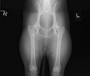 Hip Scoring Border Collie