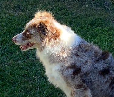 tri chocolate merle 