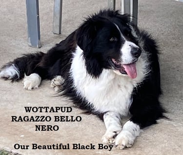 Black and white border collie
