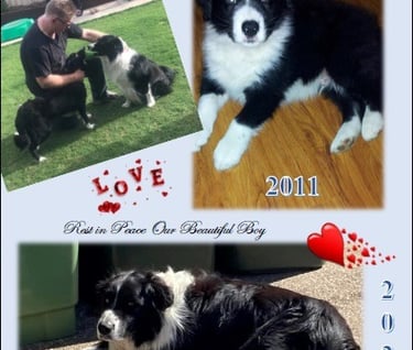 losing your pet border collies best friends