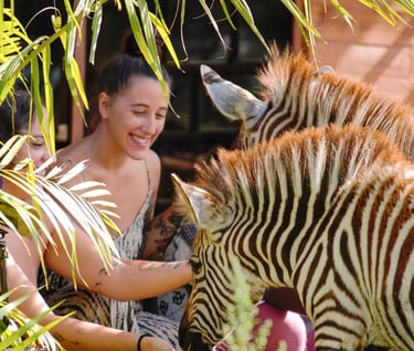 a woman is feeding a zebra in a zoo