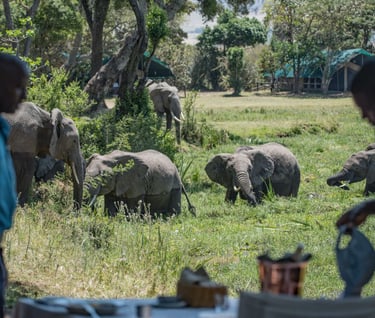 a herd of elephants in a field with a man in a blue shirt