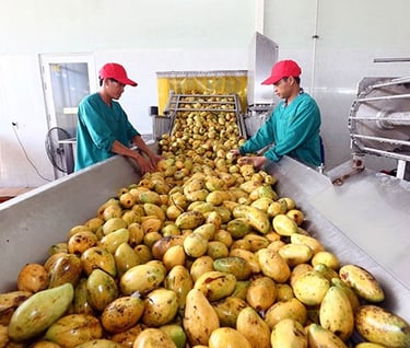 Classifying raw mangoes