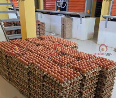 a large pile of eggs in a warehouse, collect eggs in close house cages