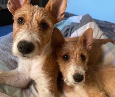 Hund Charly und Kaira
