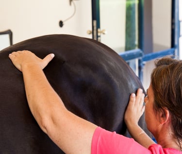 Andrea Massage Pferd