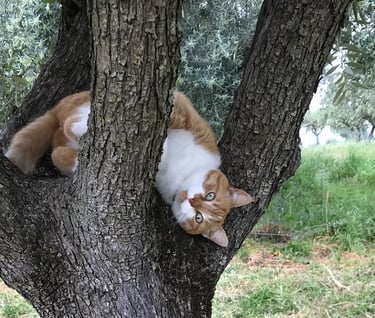foto kater Tommie in de boom
