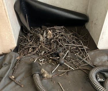 ramseys chimney sweeps birds nest removal