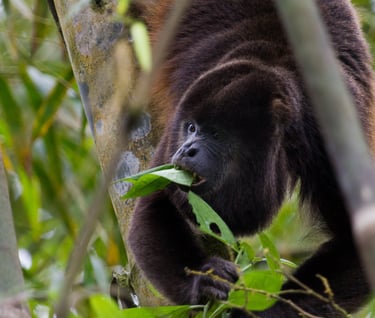 Howler Monkey