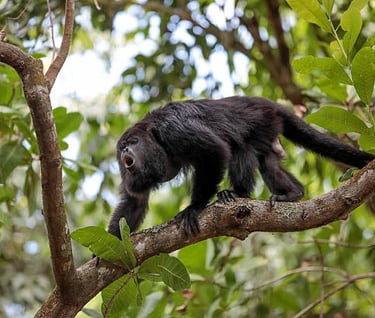 Mono Aullador